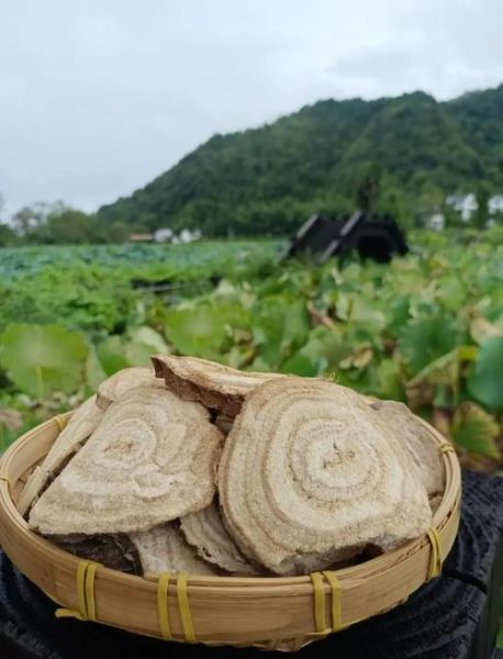 葛根种植前景怎么样_葛根市场销路如何