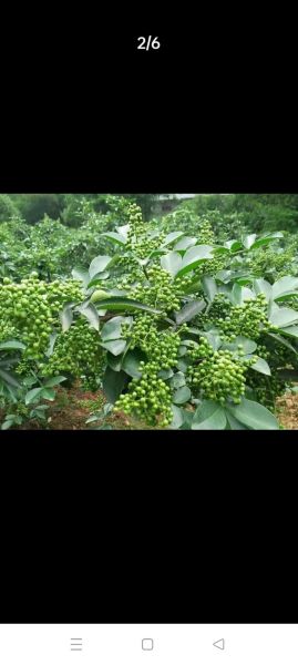 青花椒种植赚钱吗_青花椒价格行情怎么样