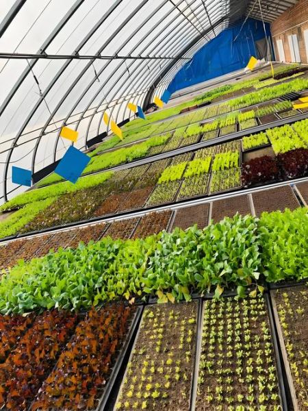 有机产业如何盈利_有机农业创业前景怎么样