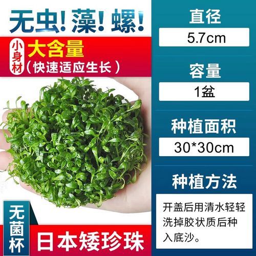 红前景草怎么养_红前景草多久变红