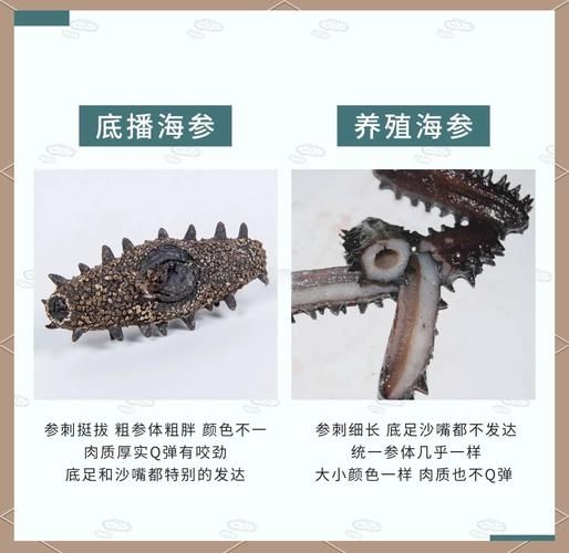 海参市场前景怎么样_海参养殖赚钱吗