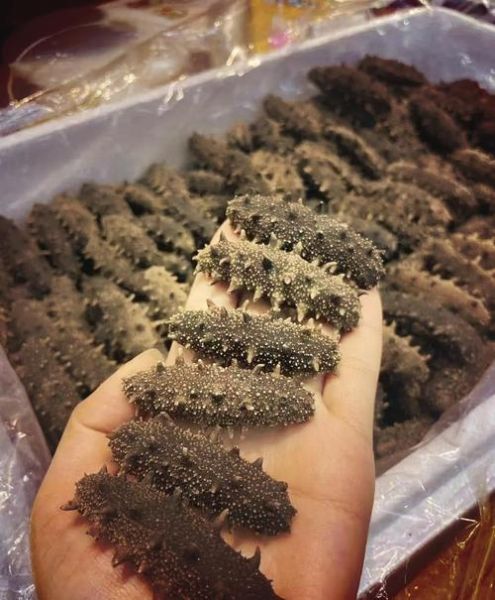 海参市场前景怎么样_海参养殖赚钱吗