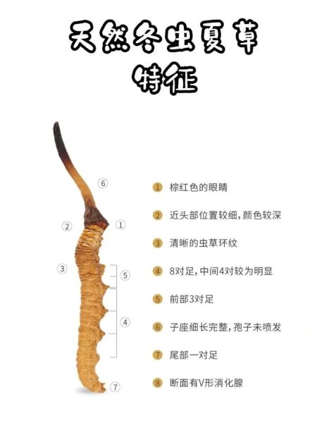 冬虫夏草多少钱一克_如何辨别真假