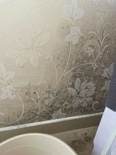 墙纸能用多久_墙纸环保吗