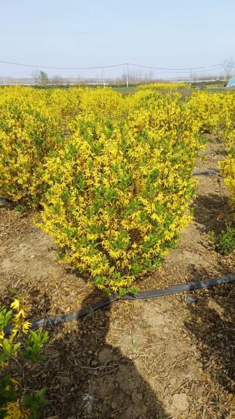 连翘种植前景怎么样_连翘种植赚钱吗