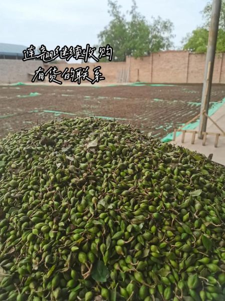 连翘种植前景怎么样_连翘种植赚钱吗