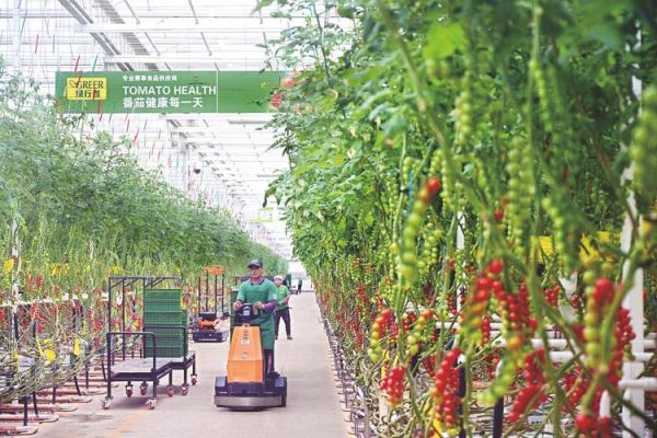 设施农业前景怎么样_设施农业有哪些盈利模式