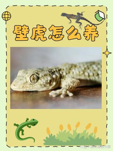 壁虎能活多久_壁虎市场前景如何