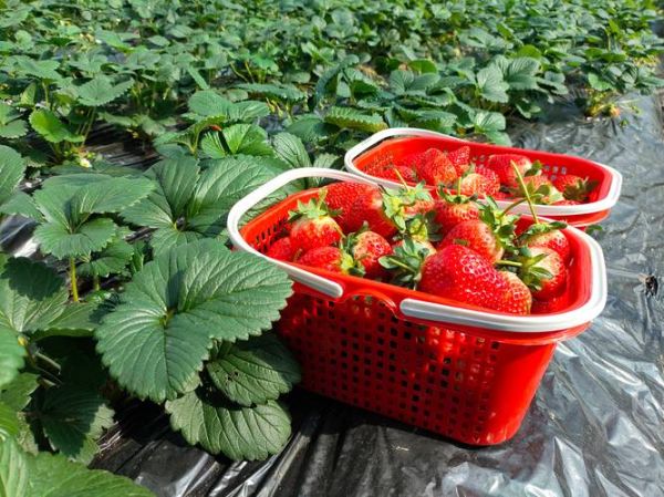 草莓种植前景怎么样_草莓种植赚钱吗