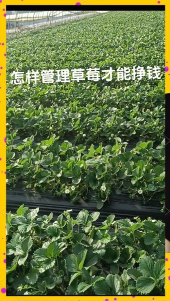 草莓种植前景怎么样_草莓种植赚钱吗