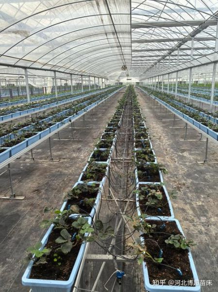 草莓种植前景怎么样_草莓种植赚钱吗