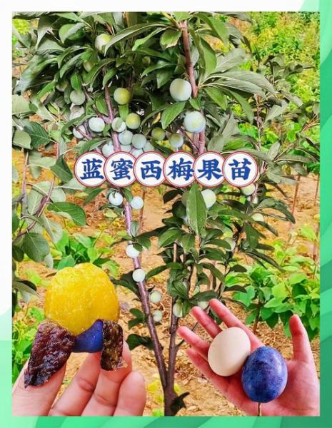西梅种植前景怎么样_西梅适合哪些地区种植