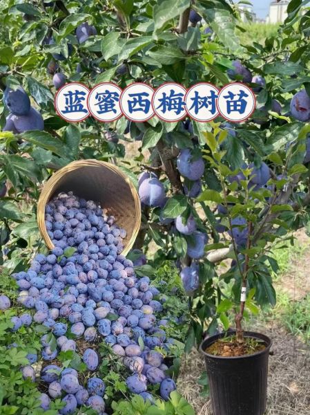 西梅种植前景怎么样_西梅适合哪些地区种植