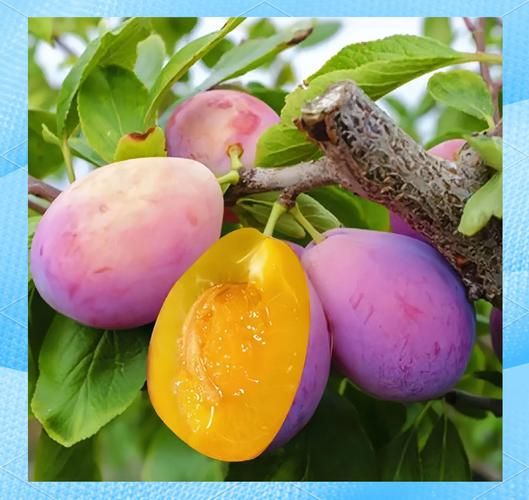 西梅种植前景怎么样_西梅适合哪些地区种植