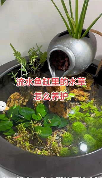 水族箱前景草怎么选_前景草多久修剪一次