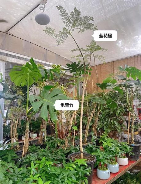 绿植市场前景怎么样_新手如何入局
