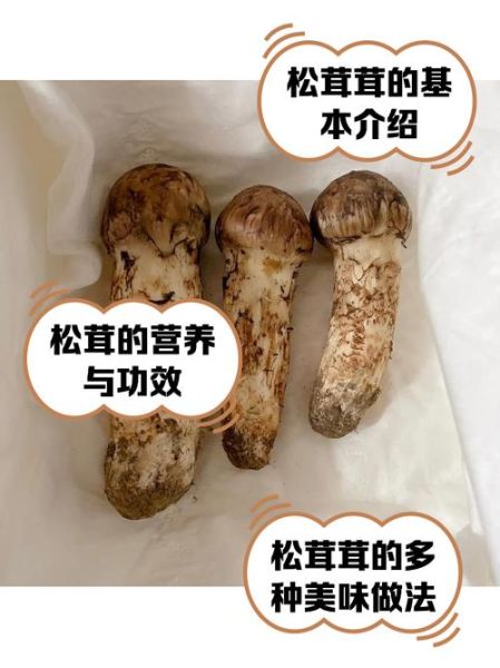松茸价格为什么这么高_松茸市场前景如何