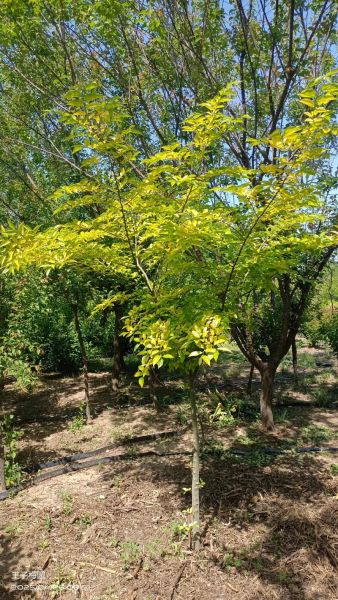 绿化苗木前景怎么样_2024年还能赚钱吗