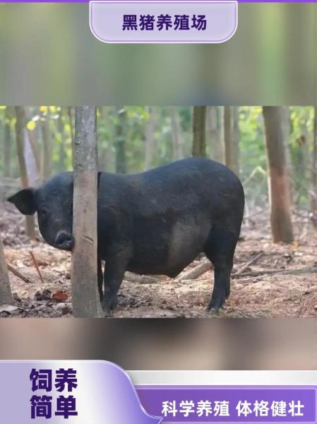 黑猪养殖赚钱吗_黑猪养殖成本利润分析