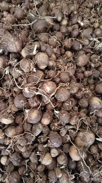 半夏种植前景怎么样_半夏亩收益多少钱