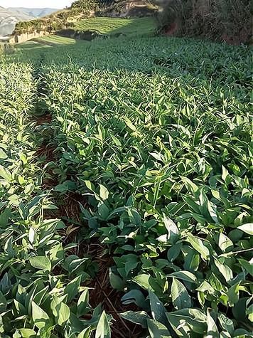 半夏种植前景怎么样_半夏亩收益多少钱