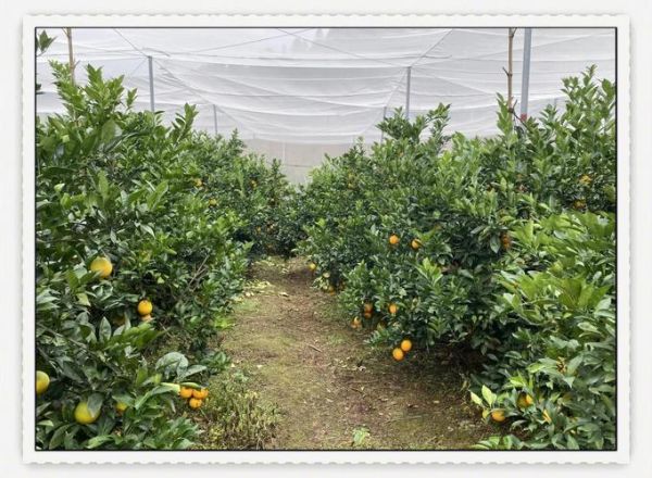 脐橙种植前景怎么样_脐橙市场发展趋势