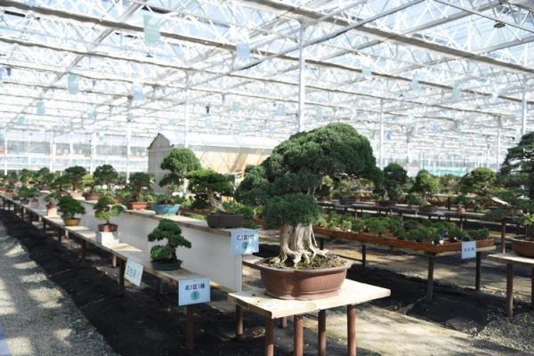 盆景市场未来前景如何_盆景行业赚钱吗