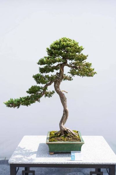 盆景市场未来前景如何_盆景行业赚钱吗