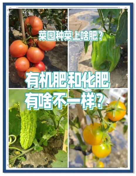 有机肥和化肥哪个好_如何科学搭配使用