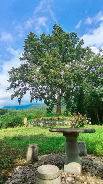 什么风景树最有前景_风景树前景排行