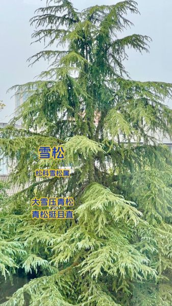 雪松前景怎么样_雪松未来五年价格走势