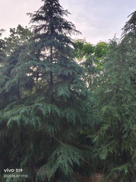 雪松前景怎么样_雪松未来五年价格走势