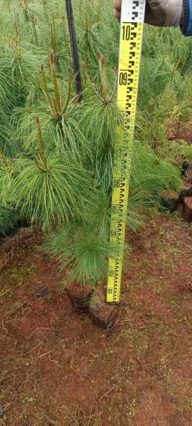 雪松前景怎么样_雪松未来五年价格走势