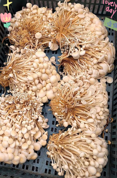 金针菇市场前景怎么样_金针菇种植赚钱吗