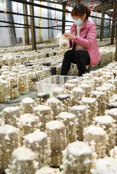 金针菇市场前景怎么样_金针菇种植赚钱吗