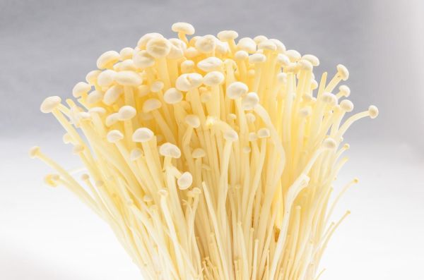 金针菇市场前景怎么样_金针菇种植赚钱吗