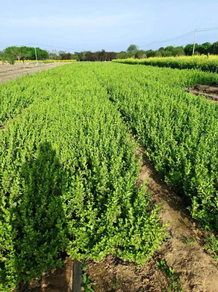 苗木行业前景怎么样_苗木种植赚钱吗