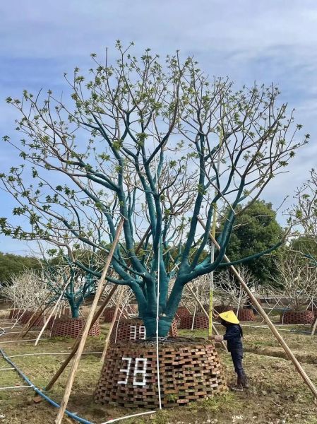 苗木行业前景怎么样_苗木种植赚钱吗