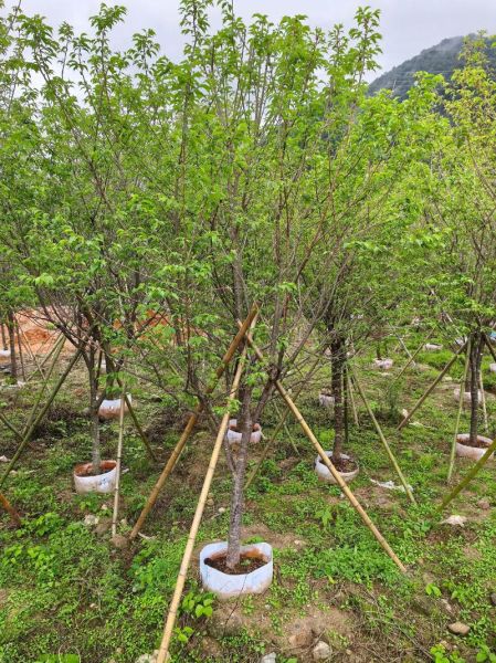 苗木行业前景怎么样_苗木种植赚钱吗