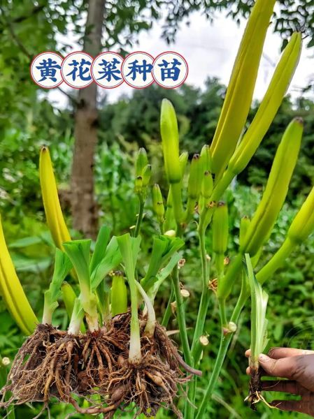 黄花菜种植前景怎么样_黄花菜市场前景分析