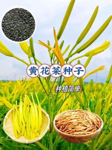 黄花菜种植前景怎么样_黄花菜市场前景分析