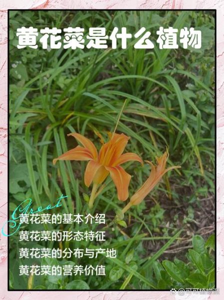 黄花菜种植前景怎么样_黄花菜市场前景分析