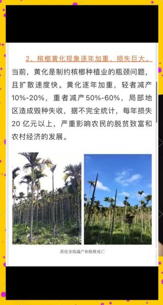 槟榔行业有发展前景么_槟榔市场未来趋势