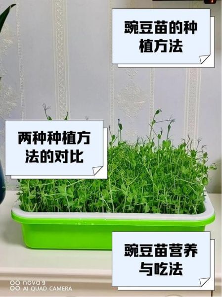 豌豆前景怎么样_豌豆种植赚钱吗