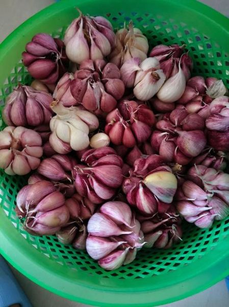 糖蒜前景怎么样_糖蒜市场利润高吗