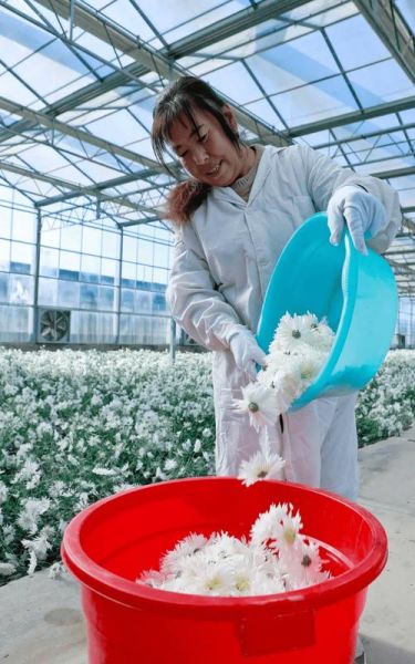 香菊前景怎么样_香菊种植赚钱吗