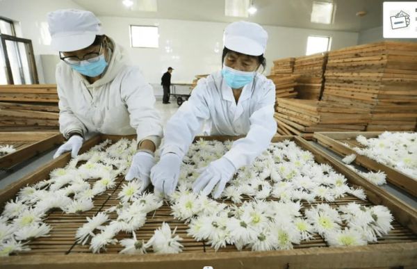 香菊前景怎么样_香菊种植赚钱吗