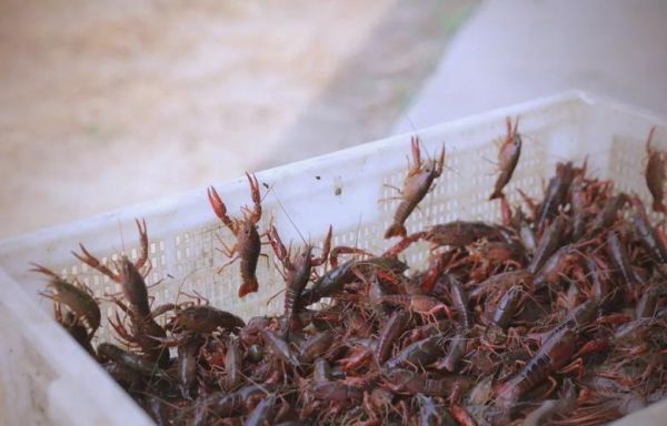 龙虾养殖赚钱吗_龙虾市场前景如何