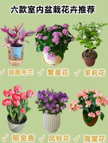 新手适合养什么花_室内花卉怎么选