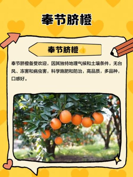 脐橙种植有哪些风险_如何降低脐橙市场风险
